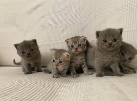 Cuccioli gatti Scottish Fold e Stright