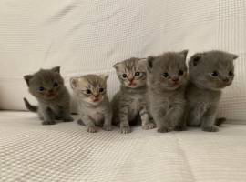 Cuccioli gatti Scottish Fold e Stright