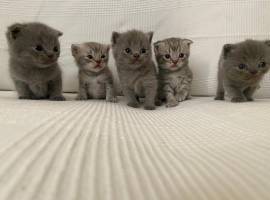 Cuccioli gatti Scottish Fold e Stright