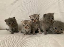 Cuccioli gatti Scottish Fold e Stright