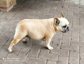 CUCCIOLI BOULDOGUE FRANCESE 