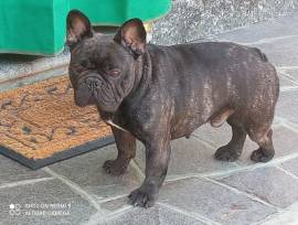 CUCCIOLI BOULDOGUE FRANCESE 