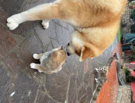 cuccioli Akita Inu