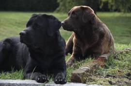 Labrador Retriever