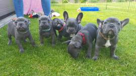 Cuccioli di Bulldog francese in vendita