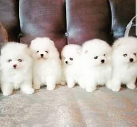 Disponibili cuccioli di Pomerania