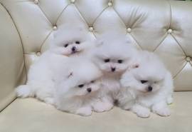 Disponibili cuccioli di Pomerania