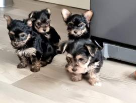 Cuccioli di Yorkshire Terrier in vendita