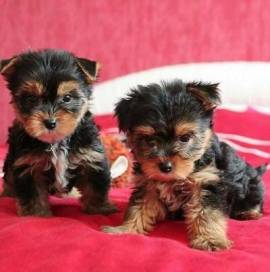 Cuccioli di Yorkshire Terrier in vendita