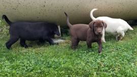 Disponibili cuccioli di labrador retriever.