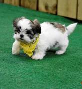 Disponibili cuccioli di Shih Tzu sani