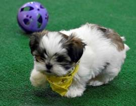 Disponibili cuccioli di Shih Tzu sani