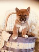 Cuccioli Shiba Inu ora disponibili