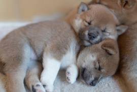 Cuccioli Shiba Inu ora disponibili