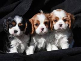 Cuccioli di Cavalier King Charles Spaniel