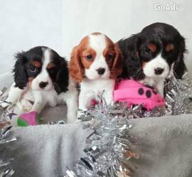 Cuccioli di Cavalier King Charles Spaniel