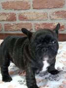 CUCCIOLI BOULDOGUE FRANCESE 