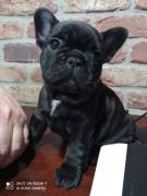 CUCCIOLI BOULDOGUE FRANCESE 