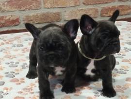 CUCCIOLI BOULDOGUE FRANCESE 