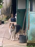 Rocky ha bisogno di casa con urgenza❗