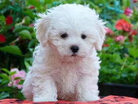 Cuccioli di Maltese