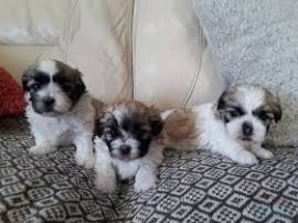 Cuccioli shih tzu vaccinati per nuove case