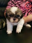 Cuccioli shih tzu vaccinati per nuove case