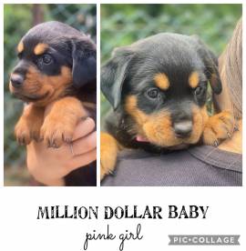 Cuccioli Rottweiler alta genealogia