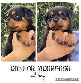 Cuccioli Rottweiler alta genealogia