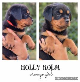 Cuccioli Rottweiler alta genealogia