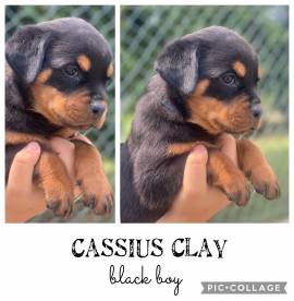 Cuccioli Rottweiler alta genealogia