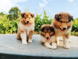 Cuccioli di Pastore Scozzese Collie