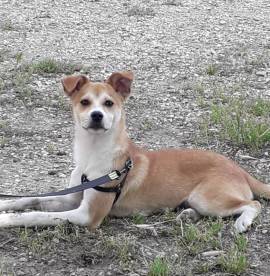 Un cagnolino. 