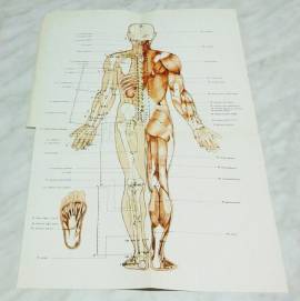 Insegnamenti di Agopuntura di Luciano Roccia Edizioni Minerva Medica, 1975 RARO