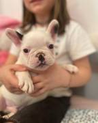 Vendo cuccioli di bulldog francese,