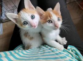 Nino e Pino i bellissimi gattini