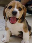 Regalo Beagle MERAVIGLIOSI cuccioli di Beagle ottima genealogia, gia vaccinati, sverminati e microch