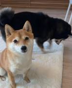 REGALO due cuccioli di Shiba Inu per l'adozione disponibili per una buona case, i cuccioli sono ben 