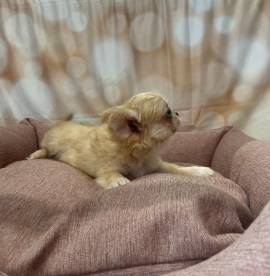  cucciola di Chihuahua crema femmina