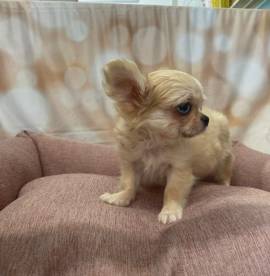  cucciola di Chihuahua crema femmina