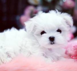 Cuccioli di Maltese