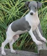 Cuccioli di GreyHound