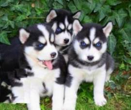 Disponibili cuccioli di Siberian Husky sani