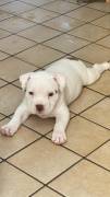 Cuccioli di American Bully Pocket