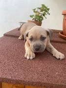 Cuccioli di American Bully Pocket