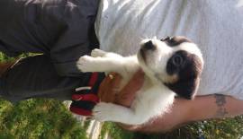 JACK RUSSELL CUCCIOLI