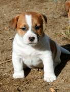 JACK RUSSELL CUCCIOLI