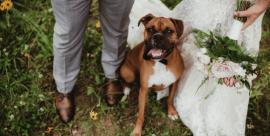 Servizio Wedding Dog Sitter a Varese e Provincia