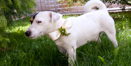 Servizio Wedding Dog Sitter a Varese e Provincia