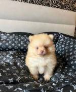 Regala cuccioli di Volpino Pomerania